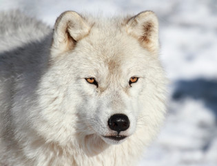 Fototapeta premium loup arctique en hiver