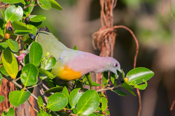 Portrait of Male Pink-necked Green Pigeon(Treron vernans)