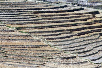 Madagascar landscape - rice fields