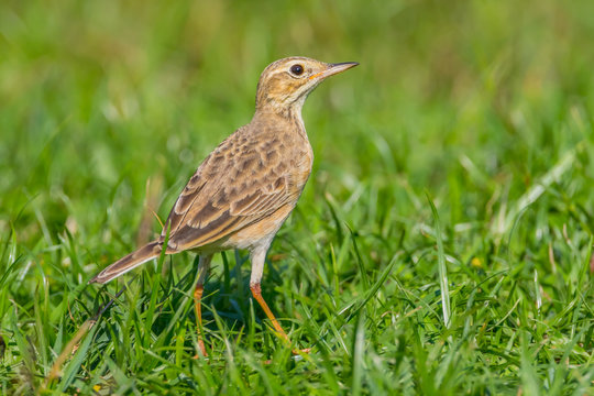 Close up of Paddyfield Pipit ( Anthus rufulus ) on the field