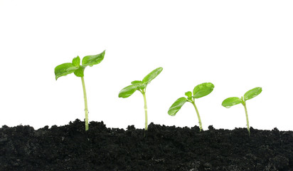 growing plants