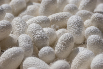 Silkworm cocoons