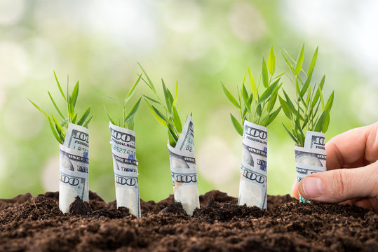 Person Planting Money Plants