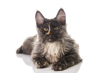 Maine Coon cat
