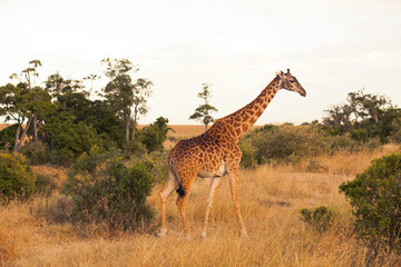 Naklejka na ściany i meble Giraffe in Masai Mara