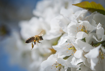 Honey bee