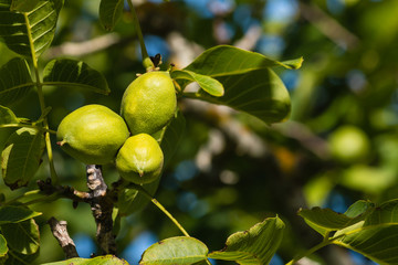 sunlit walnut husks