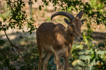 Barbary sheep