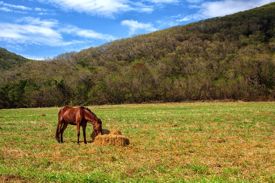 Horses eat hay in the meadow