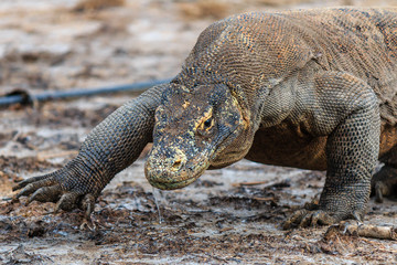 Komodo Dragon