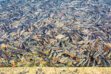 catfish ( Iridescent shark, Striped catfish ) waiting to eat bre