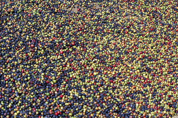 Traditional coffee drying after harvest, Madagascar