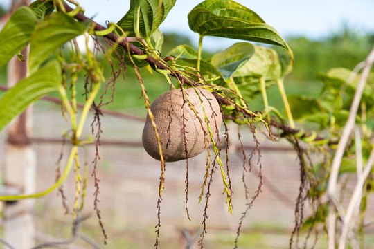 Hoffe, Dioscorera bulbifera,  pomme en l'air