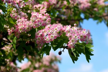Цветущая ветка боярышника,crataegus