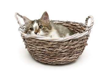 Fototapeta na wymiar small fluffy kitten lies in a basket on a white background