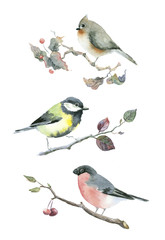 watercolor birds - 76188989