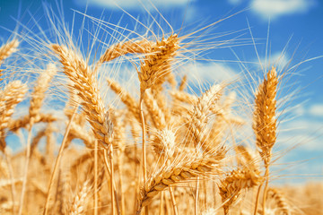 Gold wheat field and blue sky