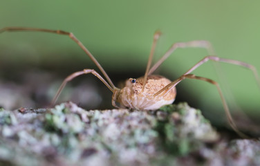 Opiliones spider