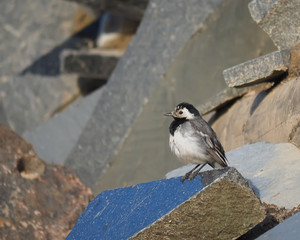 Wagtail on the rocks