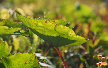  leaf