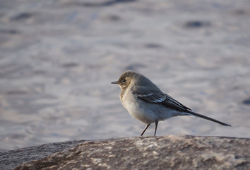Wagtail on the rocks