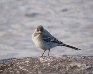 Wagtail on the rocks