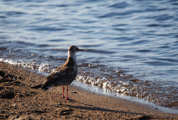 gulls on the lake