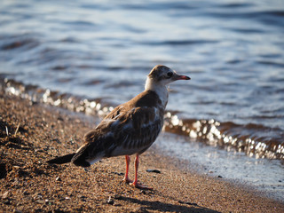 gulls on the lake