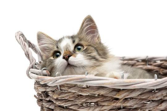 fluffy kitten lying in a basket on a white background