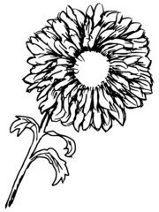 chrysanthemum..