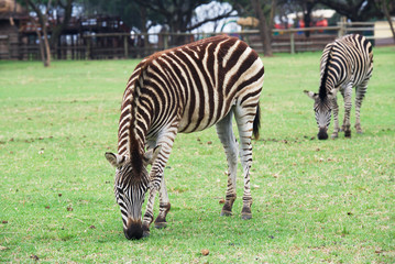Fototapeta na wymiar Zebra in Lion Park
