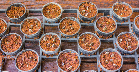 sunflower seed in pot