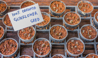 sunflower seed in pot