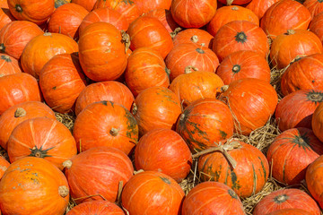 Division pumpkin placed in direct sunlight