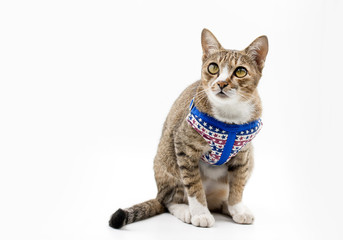 Cat looking on white background.