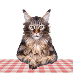 Obraz premium Katze am Tisch