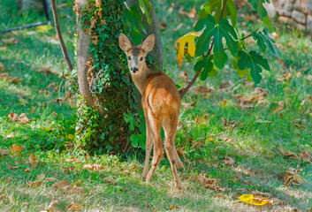 Deer in the garden.