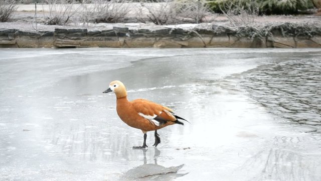 Ruddy shelduck walking on ice of a frozen pond