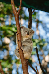 Koalas  at Currumbin Wildlife Park, Qld, Australia