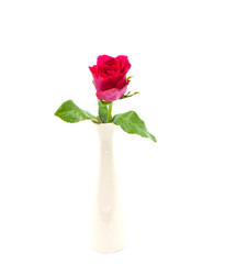 Obraz premium Red Rose in Vase isolated over white