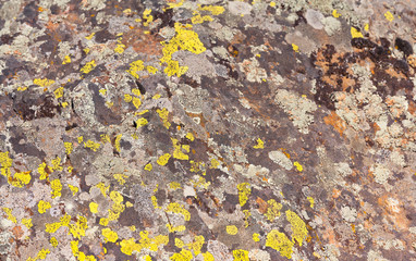 Lichen texture background