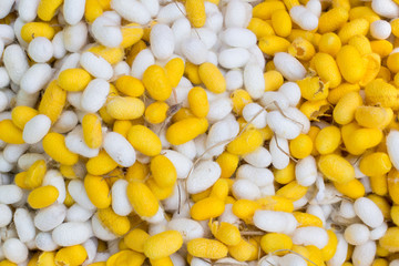 cocoon silkworm ,color yellow and white