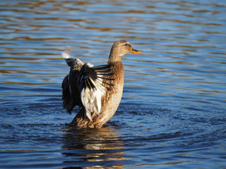 duck flaps its wings