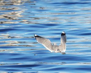 Gull on the lake