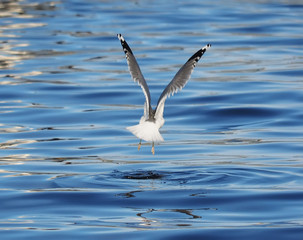 Gull on the lake