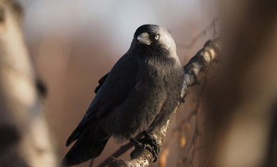 jackdaw in a tree