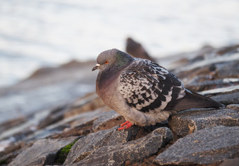 pigeon
