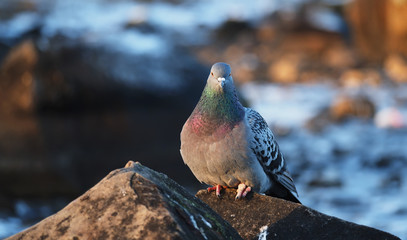 pigeon