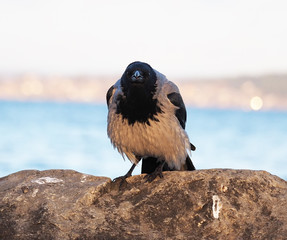 crow