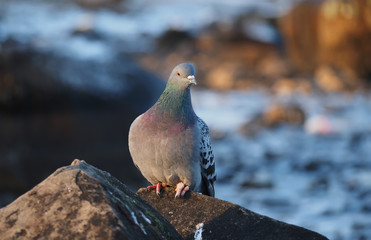 pigeon